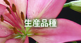生産品種